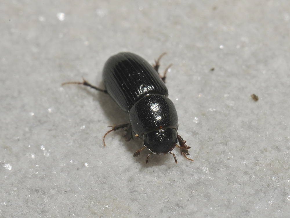 Aphodiidae - Nialus varians (cf)